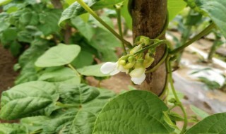 白芸豆种植时间和方法 白芸豆种植时间和方法图片