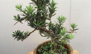 罗汉松浇水的正确方法（罗汉松浇水的正确方法图片）