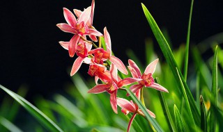刚买的兰花种植方法（栽种兰花的过程图在什么地方买）