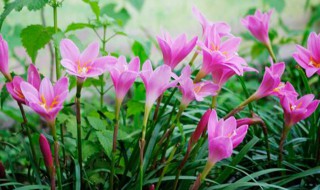 葱兰种球种植方法 葱兰种球种植方法图片