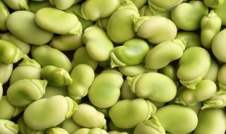 蚕豆冷冻保存的方法 蚕豆冷冻保存的方法 小说