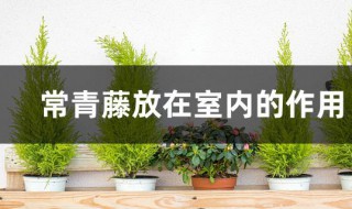 常青藤放在室内的作用（常青藤放在室内的作用是）