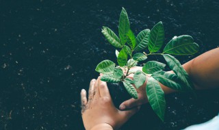植物对环境的作用 植物对环境的作用英语作文
