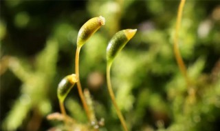樱花种子怎么破壳发芽 樱花种子怎么破壳发芽的