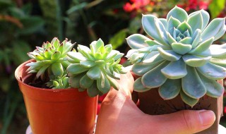 植物多肉怎么养殖 怎么养多肉