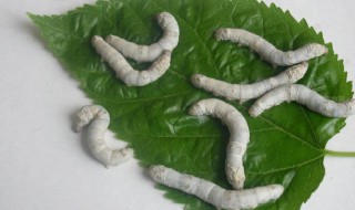 蚕卵是什么样的（蚕卵是什么样的?蚕卵孵化需要什么条件）