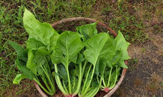 菠菜和豆腐为什么不能一起吃 菠菜和豆腐为什么不能一起吃化学原理