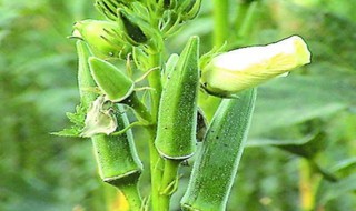 秋葵籽怎么种植方法（秋葵籽的种植方法）