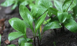 寒葱的种植方法和时间（寒葱的种植方法和时间图片）