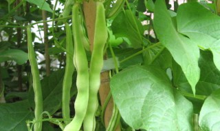豆角种植方法步骤 种植豆角的技术和方法