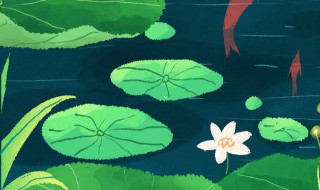 夏至后节气（夏至后节气是什么）