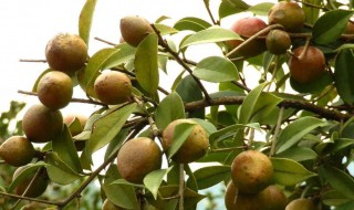 油茶是什么 油茶是什么植物