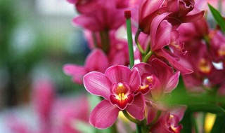大花蕙兰的介绍 大花蕙兰是什么兰