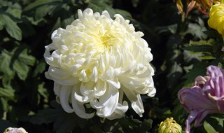 菊花的基本介绍 菊花的具体介绍