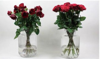 鲜花保鲜剂介绍（鲜花保鲜剂介绍语）