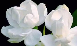 茉莉花驱蚊子吗 茉莉花驱蚊子吗?