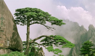 迎客松在哪个山（迎客松在哪个山峰上）