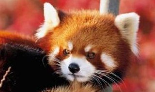 小熊猫是小浣熊吗 小浣熊其实是小熊猫