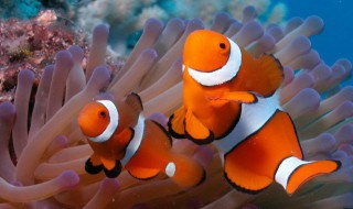 海里常见的鱼 海里常见的鱼 种类