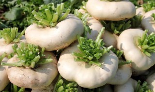 芜菁是什么蔬菜 芜菁是什么蔬菜的功效