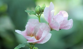 芙蓉花叶插方法（芙蓉花栽培芙蓉花叶插可以吗）