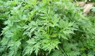 艾草熏蚊子的正确方法 艾草可以用来熏蚊子吗