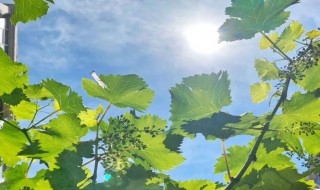 进入夏天的标准是什么 夏天到来的标准