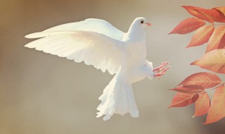 鸽子象征（鸽子象征着什么意义）
