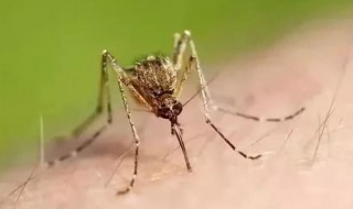 把蚊子关房间几天会死（蚊子关在屋里会死吗）