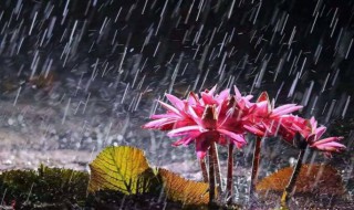 几月份是梅雨季节 几月份是梅雨季节是什么时间