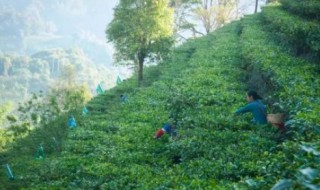 易武茶特点 遇见易武茶特点