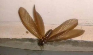 下雨天的虫子怎么消除 下雨的虫子怎么去除