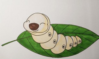 怎样辨别蚕的公母 怎么能分辨蚕的公母?