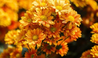 干菊花里面的小黑虫怎么去掉 干菊花里面的小黑虫怎么去掉视频