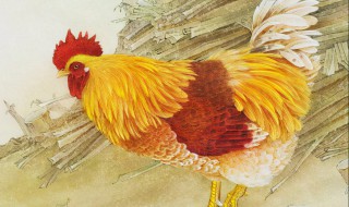 家里进鸡代表什么预兆（家里进鸡代表什么预兆啊）