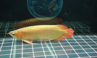金龙鱼喂食什么最好 金龙鱼适合喂什么