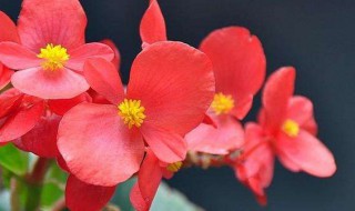 冬季室内适合养什么花 冬季室内适合养什么花草容易活