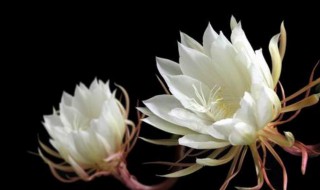 白露节气代表性植物（白露节气代表性植物 芦苇）