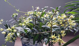 怎样盆栽石斛 怎样盆栽石斛才能开花