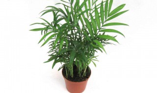 适合室内的植物 适合室内的植物花卉图片