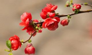 海棠花适合在室内养吗 海棠花适合在室内养吗?