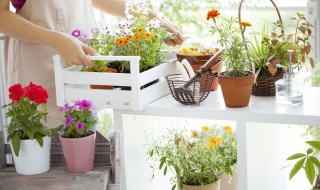 适合室内养的花 适合室内养的花卉
