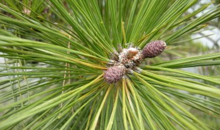 松树叶的作用（松树叶的作用和功效各有什么不同）