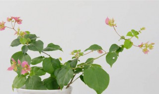 三角梅如何换花盆（三角梅如何换花盆视频）