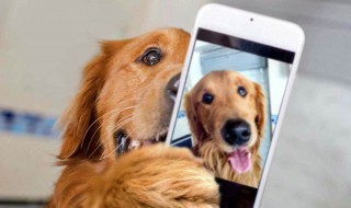 舔狗是什么意思是什么 舔狗是啥意思是什么