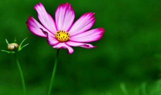 格桑花的祝福 格桑花的祝福音乐