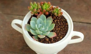 多肉怎么长得这么快（多肉怎样生长的快）