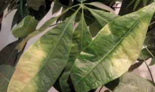 发财树黄叶子怎么办 发财树黄叶子咋办