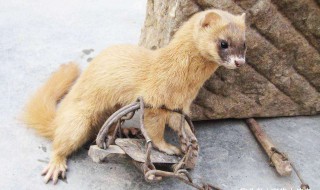 看见黄鼠狼有什么讲究 看见黄鼠狼有什么讲究和忌讳