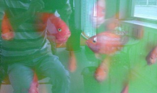 高锰酸钾给鱼消毒方法（高锰酸钾给鱼消毒方法是什么）